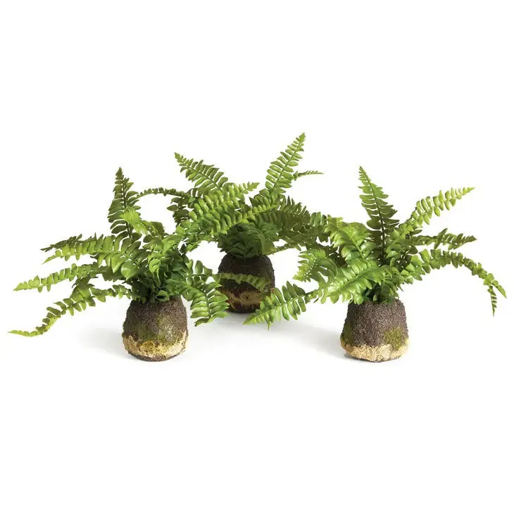 BOSTON FERN DROP IN
