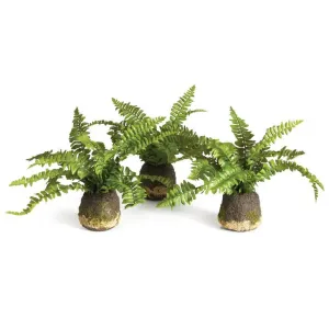 BOSTON FERN DROP IN