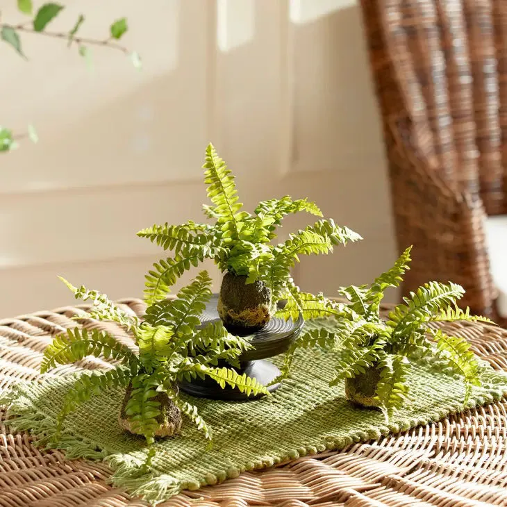 BOSTON FERN DROP IN